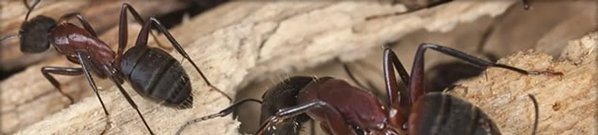 Close-up of ants on wood showing an active ant infestation in Fort Worth, TX