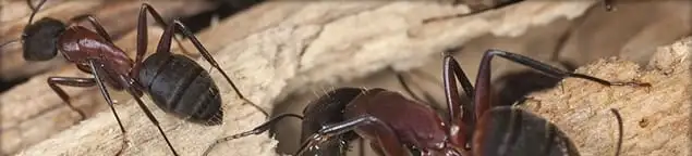 Close-up of ants on wood showing an active ant infestation in Fort Worth, TX