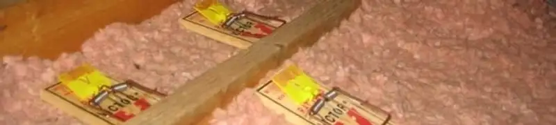 Mouse traps placed in an attic for rodent control in Fort Worth, TX