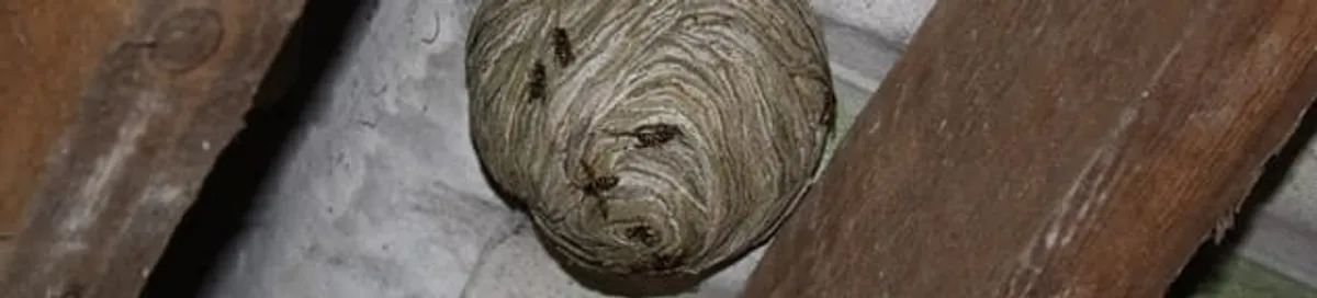 Wasp nest in an attic space, a common home infestation risk in Fort Worth, TX