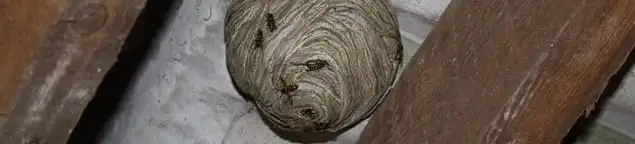 Wasp nest in an attic space, a common home infestation risk in Fort Worth, TX