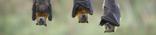 Bats roosting together, a common sign of a bat infestation in Fort Worth, TX