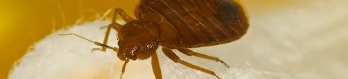 Close-up of a bed bug, a sign of an active infestation in Fort Worth, TX