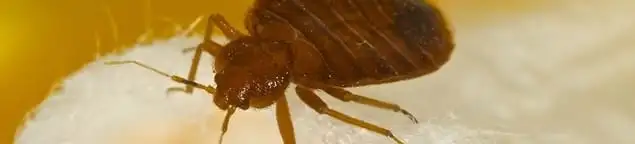 Close-up of a bed bug, a sign of an active infestation in Fort Worth, TX