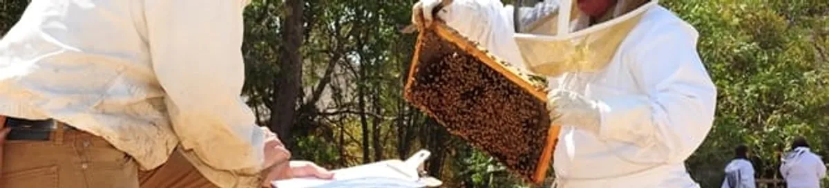 Bee removal specialists relocating a hive and honeycomb safely in Fort Worth, TX