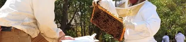 Bee removal specialists relocating a hive and honeycomb safely in Fort Worth, TX