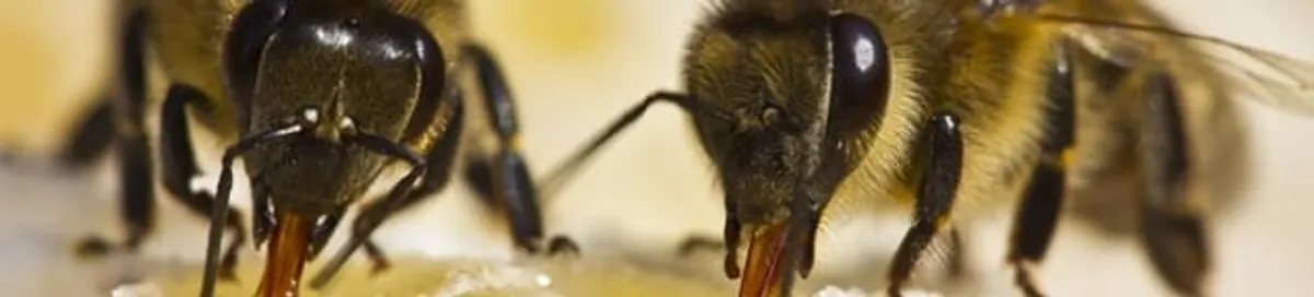 Close-up of honey bees, a sign of a nearby hive in Fort Worth, TX