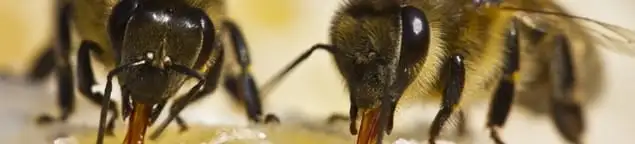Close-up of honey bees, a sign of a nearby hive in Fort Worth, TX