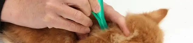 Flea treatment for pets using a flea comb, a sign of flea problems in Fort Worth, TX