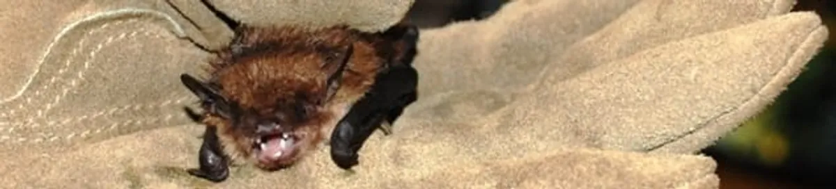 Bat removal specialist holding a bat safely during humane exclusion in Fort Worth, TX