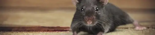 Mouse indoors, a common sign of a rodent infestation in Fort Worth, TX