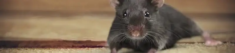 Mouse indoors, a common sign of a rodent infestation in Fort Worth, TX