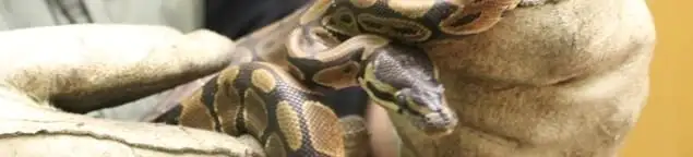 Snake removal specialist safely handling a snake with protective gloves in Fort Worth, TX