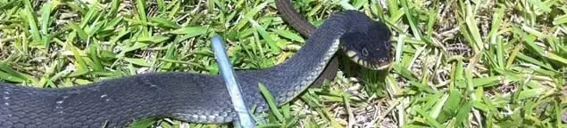 Snake in a yard, a common sign of a snake problem near a home in Fort Worth, TX