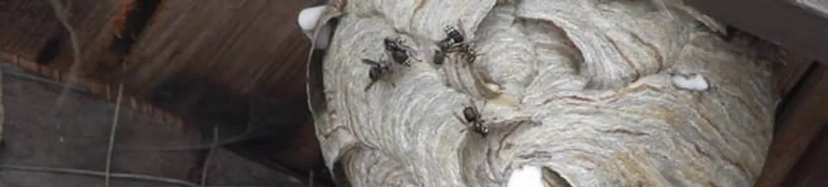 Close-up of a wasp nest with active wasps, a sign of an infestation in Fort Worth, TX
