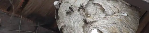 Close-up of a wasp nest with active wasps, a sign of an infestation in Fort Worth, TX